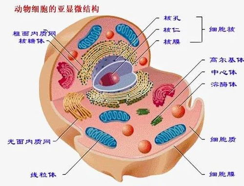 免疫細胞 從健康基石到未來保障